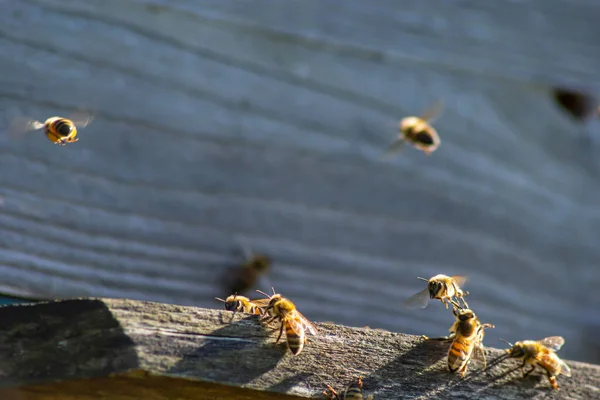 stock image A lot of bees returning to bee hive and entering beehive with collected floral nectar and flower pollen. Swarm of bees collecting nectar from flowers. Healthy organic farm honey.