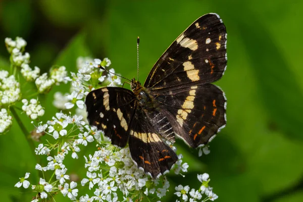 stock image Top view close-up on the wings of the Map butterfly, araschnia levana, in summer outfit. The map two annual broods look very different. This summer brood are black with white markings.