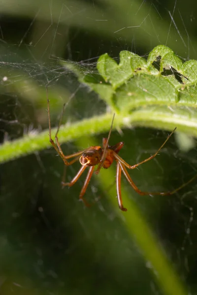 Naturlig Linyphia Triangularis Spider Sommar Solig Dag Naturlig Miljö Makrofoto — Stockfoto