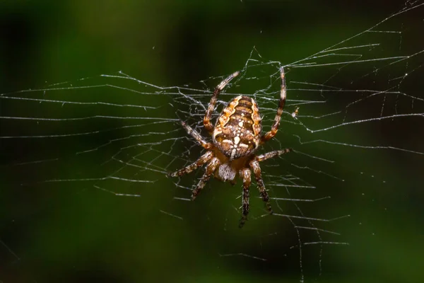 Bébé Araignée Araneus Diadematus Sur Toile Été Ensoleillé Jour Environnement — Photo