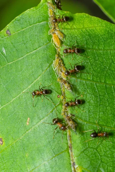 Μυρμήγκια Που Συλλέγουν Μελιτώματα Από Ακίδες Μίσχο Φυτών — Φωτογραφία Αρχείου