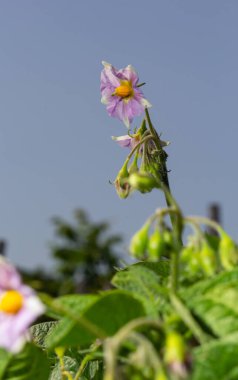 Closeup of a white and yellow blossoming potato plant in the foreground of large field in the Netherlands. It is early in the morning of a sunny day in the beginning of the summer season.
