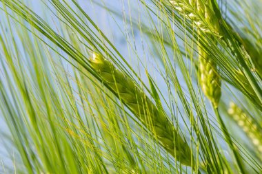 agricultural field where green rye grows, agriculture for obtaining grain crops, rye is young and green and still immature, close - up of the agricultural crop rye.