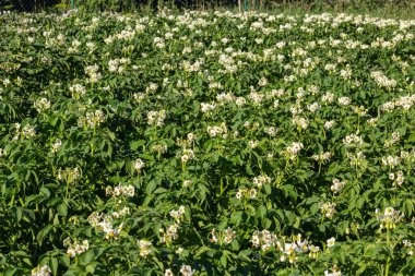 Closeup of a white and yellow blossoming potato plant in the foreground of large field in the Netherlands. It is early in the morning of a sunny day in the beginning of the summer season.