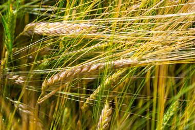 agricultural field where green rye grows, agriculture for obtaining grain crops, rye is young and green and still immature, close - up of the agricultural crop rye.