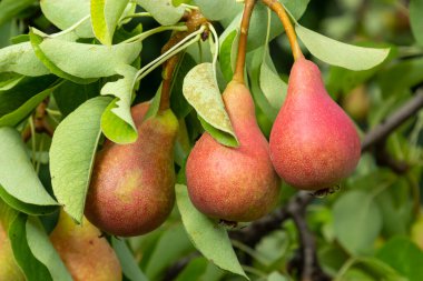 Armut ağacı Pyrus komünisi. Bahçedeki bir ağaçta olgun armutlar. Kapat..
