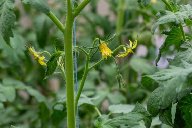 Bir dalın üzerinde, domatesin çiçek açtığı bir sürü sarı renkli çiçek var..