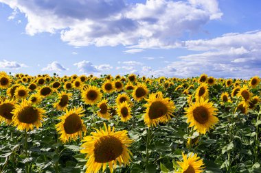 Sunflowers are Growing on the Big field. Wonderful panoramic view field of sunflowers by summertime. Long rows of nice yellow sunflower in the field under the blue sky. Black sunflower seeds.