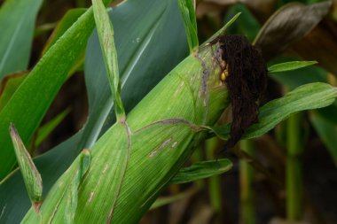 Corn Plantation Food. close up of a corn field in the countryside, many young corns are grown for harvesting to sell to a food factory.