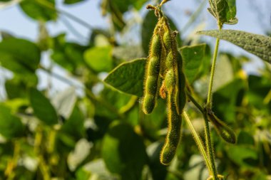 Soybean pods, close up. Agricultural soy plantation and sunshine. Soy bean plant in sunny field. Green growing soybean against sunlight.