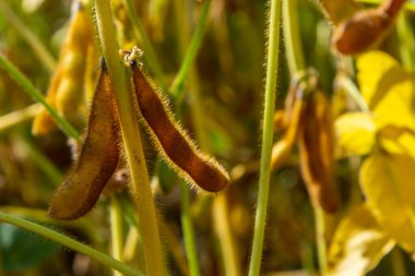 Soya fasulyesi tarlasında kabuk. Sarı ve kahverengi kapsüller. Verimlilik geliştirme teknolojisi.