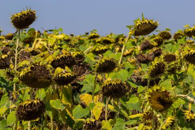 Güneşli bir günde hasat bekleyen ayçiçeği tarlasında kurumuş ayçiçeklerinin yakın çekimi. Tarla ekinleri.