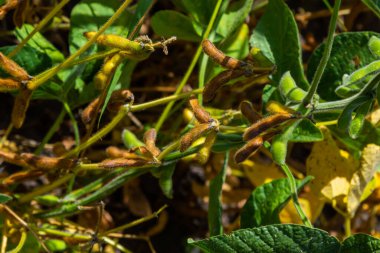 Soya fasulyesi tarlasında kabuk. Sarı ve kahverengi kapsüller. Verimlilik geliştirme teknolojisi.