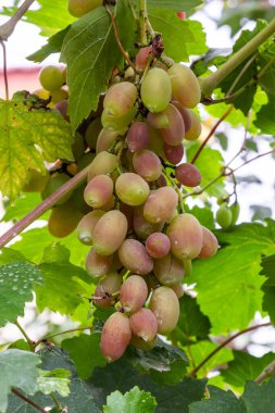 Sulu ve lezzetli fidanlıklarda olgun üzümler var..