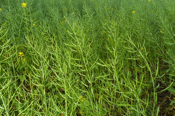 stock image Rape Brassica napus, ripe, dry rape in the field. Ripe dry rapeseed stalks before harvest in day light.