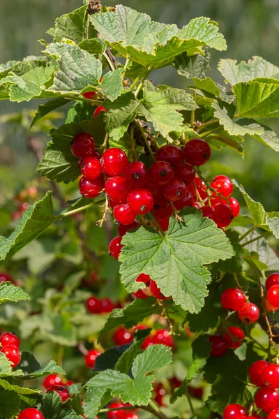 stock image red currant grows on a bush in the garden, berry, harvest, summer, plant.