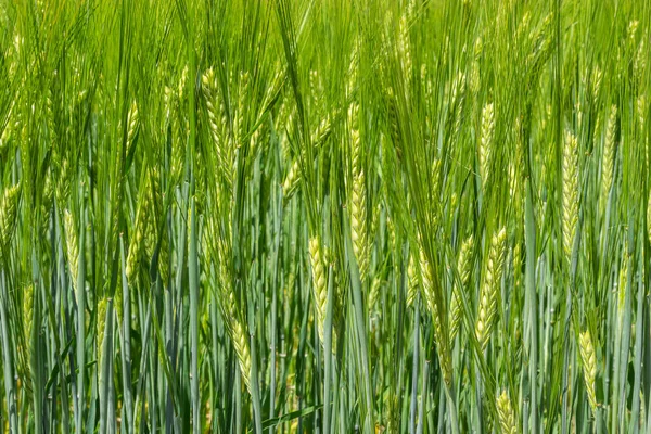 Raně Letní Pšeničná Plodina Fouká Vánku Tradiční Zelené Pšenice Plodiny — Stock fotografie