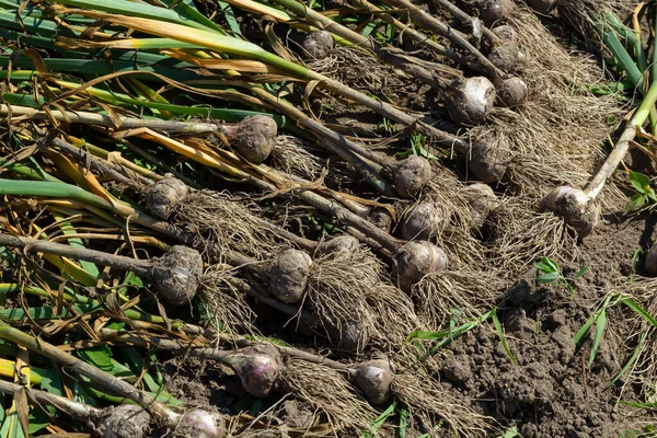 stock image The dug-out garlic is dried on a garden bed on a summer day.