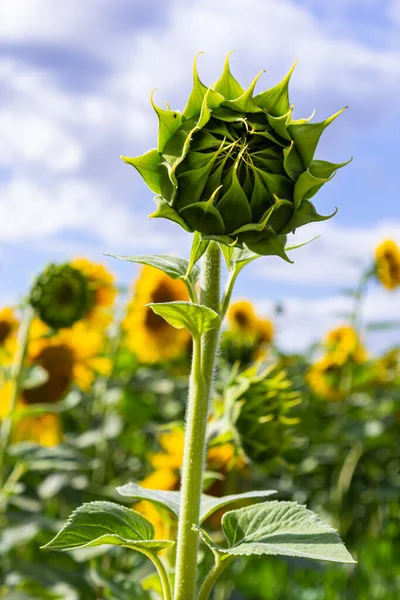 stock image a young unopened sunflower grows in a field. sunflower cultivation concept.