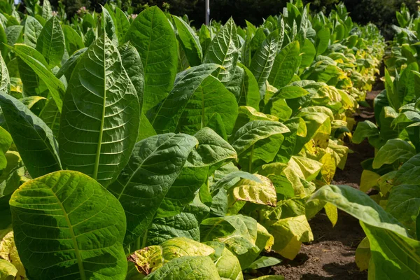 Tütün Tarlasında Büyük Yaprak Ekinleri Yetişiyor — Stok fotoğraf