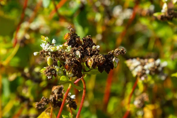 Parlak güneşli bir günde orman plantasyonunun kenarında temizlenmemiş karabuğday tarlalarıyla sonbahar renkli manzaralar..