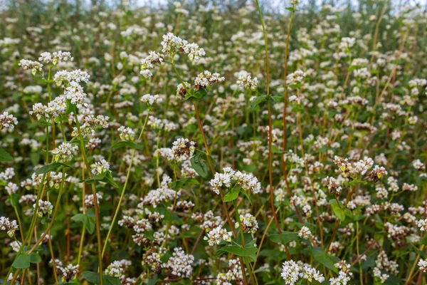 Blooming buckwheat Fagopyrum esculentum field in the rays of the summer sun, close-up.