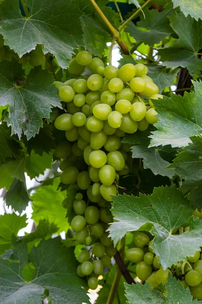 Ripe Grapes Grow Bushes Bunch Grapes Harvest — Stockfoto