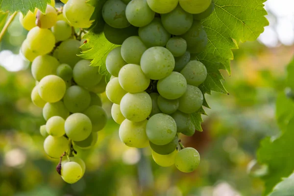 Soczyste Smaczne Duże Pęczki Dojrzałych Winogron Krzewach Plantacyjnych — Zdjęcie stockowe