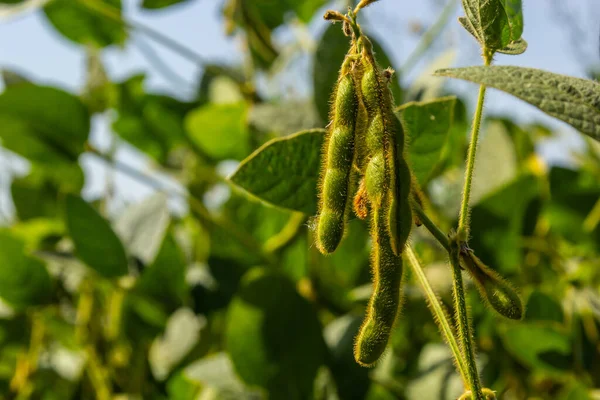 stock image Soybean pods, close up. Agricultural soy plantation and sunshine. Soy bean plant in sunny field. Green growing soybean against sunlight.