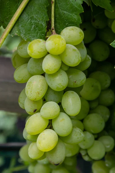 Сочные Вкусные Большие Гроздья Спелого Винограда Плантациях — стоковое фото