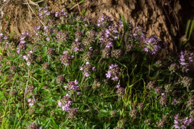 Thymus Serpilllum, Breckland kekiğinin makrofotografı. Çamlık yaban kekiği, sürünen kekik, ya da elf kekikleri. Doğal tıp. Mutfak malzemeleri ve yaşam alanındaki mis kokulu baharat..