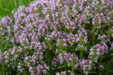Thymus Serpilllum, Breckland kekiğinin makrofotografı. Çamlık yaban kekiği, sürünen kekik, ya da elf kekikleri. Doğal tıp. Mutfak malzemeleri ve yaşam alanındaki mis kokulu baharat..