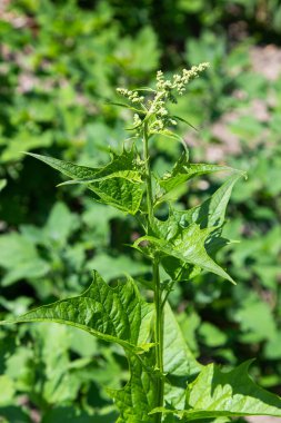 Blitum bonus-henricus, Chenopodium bonus-henricus, İyi Kral Henry, Chenopodiaceae. Yazın vahşi bitki vuruşu..