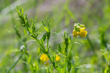 Bir Lathyrus pratensis çiçeği yaz çayırında yetişiyor..