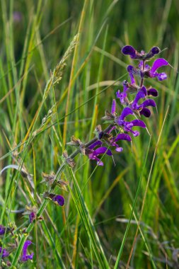 Salvia pratensis adaçayı çiçeği, çiçek açan mavi menekşe mor mmeadow clary bitkileri, yeşil çimen yaprakları.