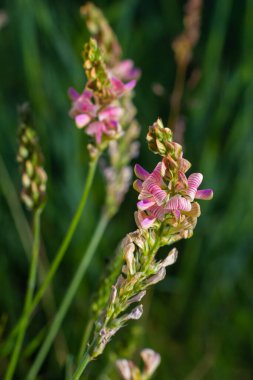 Sainfoin Onobrychis Viciifolia, çayırlarda yetişiyor. Yazın çiçek açan sıradan bir aziz..