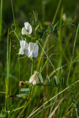 Vicia barbazitae, Vicia laeta, Fabaceae. Baharda vahşi bitki vuruşu.