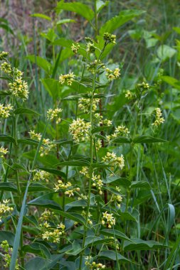 Vincetoxicum hirundinaria subsp. Hiriundinaria, beyaz kırlangıç otu. Yazın vahşi bitki vuruşu..