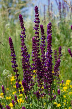 Salvia Nemorosa Caradonna Balkan Clary 'nin Köy Bahçesi' nde romantik bir kır tarzında geçmişi veya dokusu.