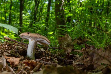 Russula, bir yaz günü, doğal bir ortamda, ormanda yerde..
