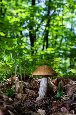 Lezzetli mantar boletus, ormanda Leccinum scabrum. Yaz günü, doğal ortamda.