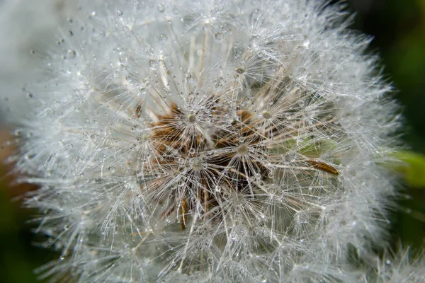 Мяч Растения Тараксакум Длинном Стебле Выдувание Одуванчиков Белых Семян Размытом — стоковое фото