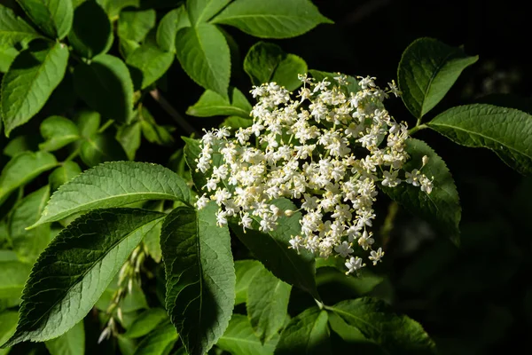 Black Sambucus Sambucus Nigra White Flowers Blossom Macro Delicate Flowers — Stock Photo, Image