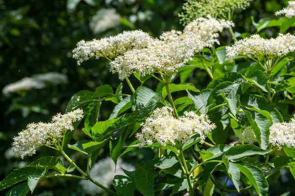 Чёрный Самбук Sambucus Nigra Белые Цветы Цветут Макро Деликатных Цветов — стоковое фото