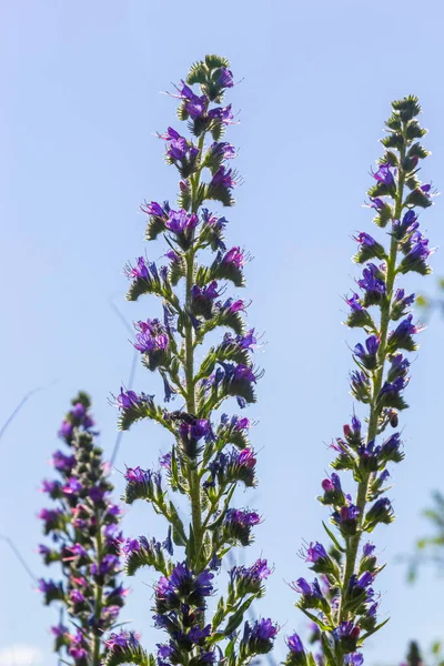 Echium Vulgare Belles Fleurs Sauvages Fleurs Bleues Fond Floral Été — Photo