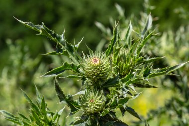 Güzel mor çiçekli Carduus Crispus. Yaz güneşli bir gün.