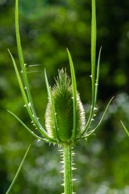 Dipsacus fullonum, bahçedeki çay çiçeği seçici odak noktası.