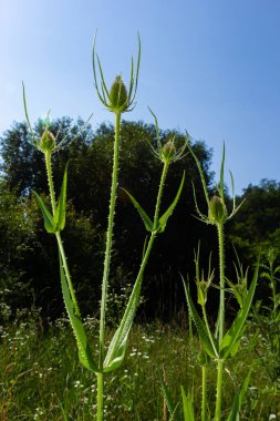 Dipsacus fullonum, bahçedeki çay çiçeği seçici odak noktası.