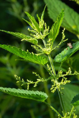Stinging nettles Urtica dioica in the garden. Green leaves with serrated edges.
