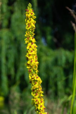 honey bee collecting pollen on a black mullein blossom, verbascum nigrum. side view with copy space.